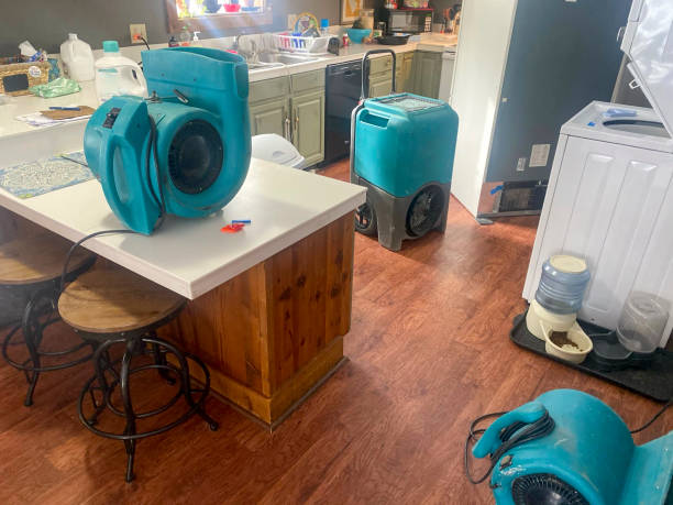 Best Flood damage cleanup  in Elkins, WV
