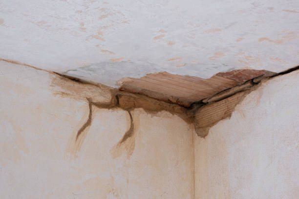 Best Mold removal after water damage  in Elkins, WV