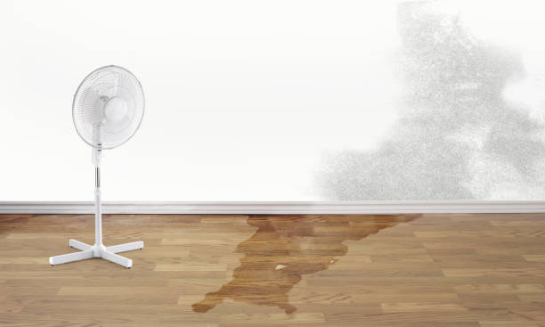 Best Ceiling water damage repair  in Elkins, WV