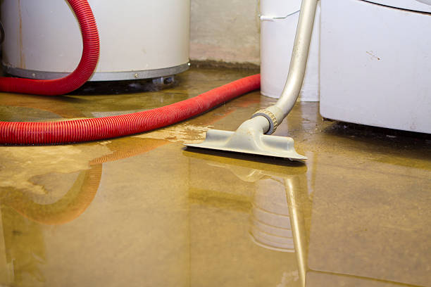 Best Flood restoration services  in Elkins, WV
