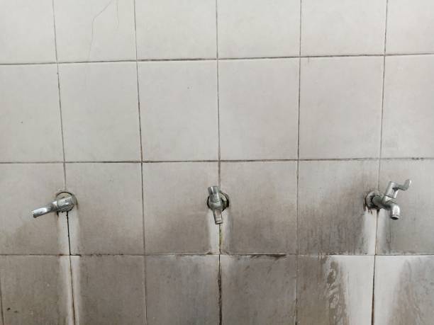 Best Flood restoration services  in Elkins, WV