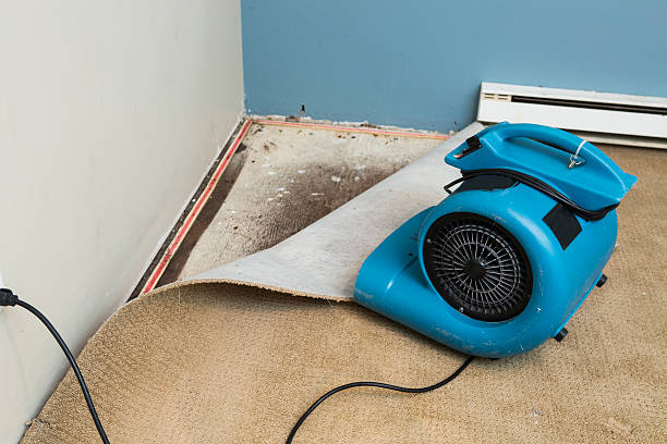 Best Local water damage restoration  in Elkins, WV
